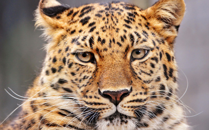 КИСА-БОЛЬШАЯ - оригинал