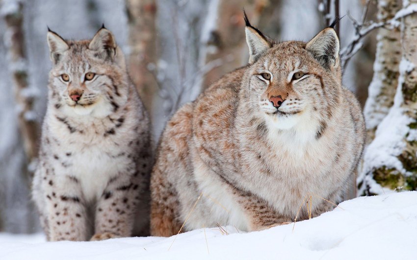 ПАРА-РЫСЕЙ - оригинал