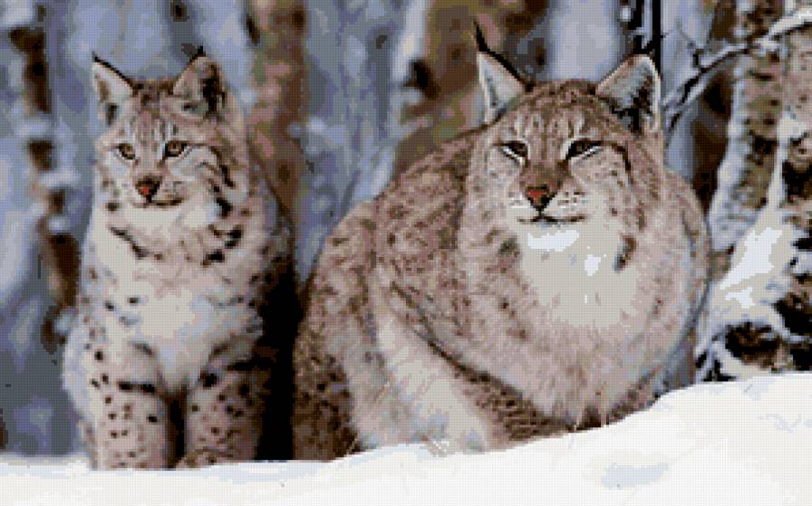 ПАРА-РЫСЕЙ - предпросмотр