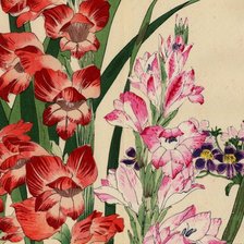 гладиолусы