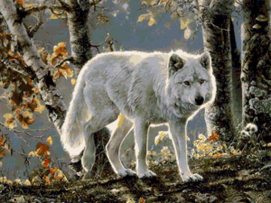 №246469 - осень, волк, картина, лес - предпросмотр