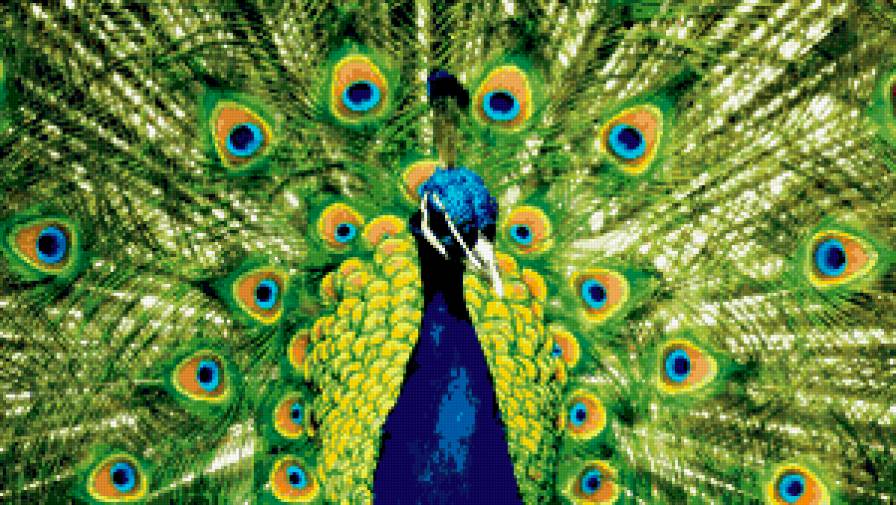 Павлин - павлин - предпросмотр