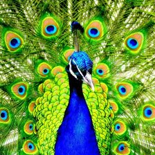 Схема вышивки «Павлин»