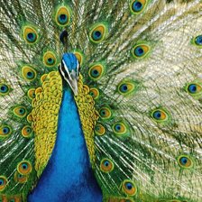 Схема вышивки «Павлин»