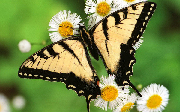 Бабочка - бабочка, картина, природа, цветы - оригинал
