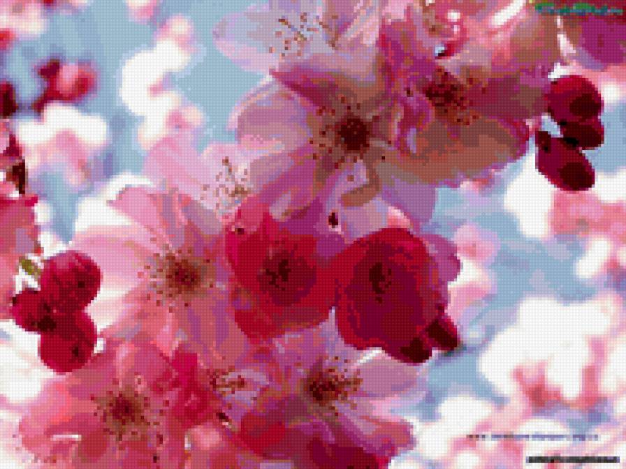 Сакура - цветы - предпросмотр