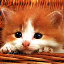 Схема вышивки «Котеночек»