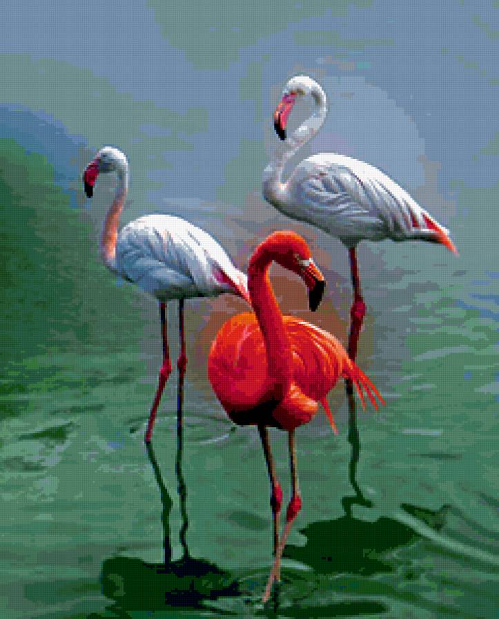 Три фламинго - природа, птицы, животные - предпросмотр