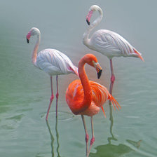 Три фламинго