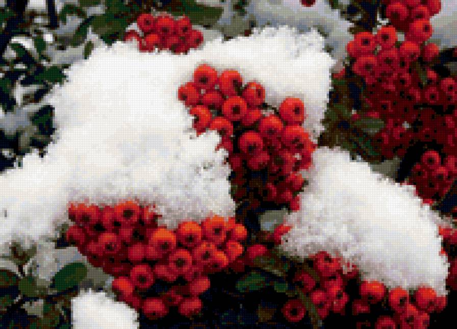 Рябинка - зима, растение - предпросмотр