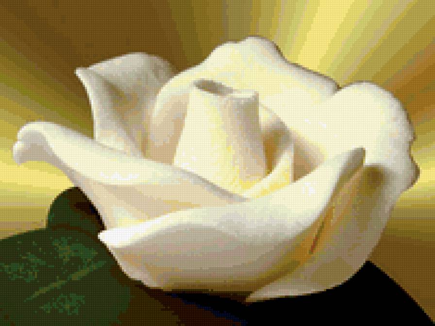 роза - предпросмотр