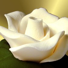 Схема вышивки «роза»