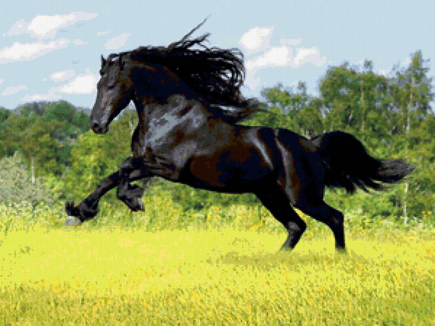 черный конь - предпросмотр