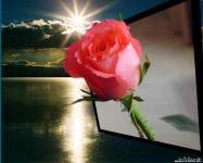 Схема вышивки «роза»