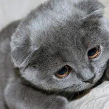 Схема вышивки «котенок»