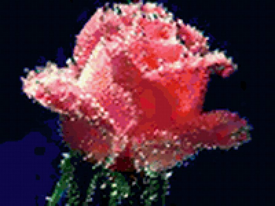 роза в россе - роза, природа, цветы - предпросмотр