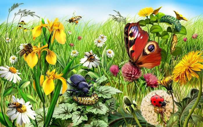 природа - насекомые, жук, поле, цветы, бабочка - оригинал