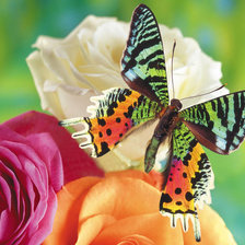 Оригинал схемы вышивки «бабочки» (№247358)