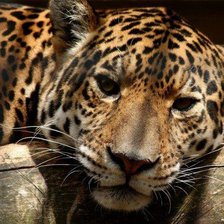 Схема вышивки «леопард»