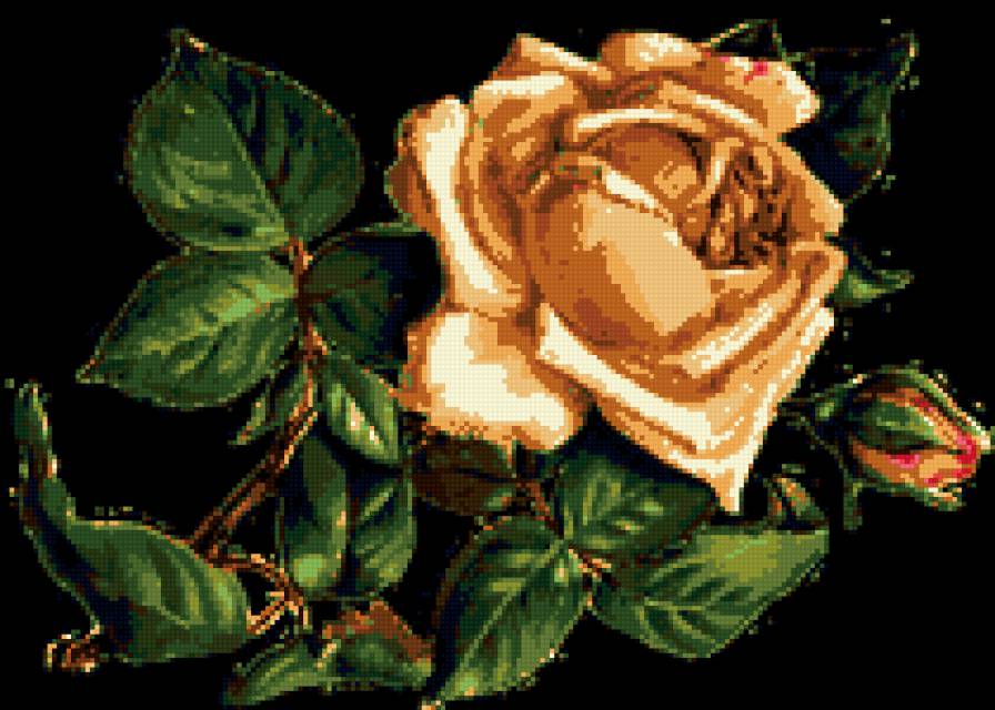 роза - природа, розы, цветы - предпросмотр