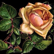 Схема вышивки «роза»