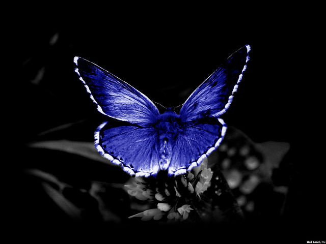 бабочка - природа, цветок, бабочка - оригинал