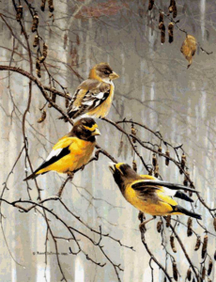 Птицы. - птицы, природа - предпросмотр