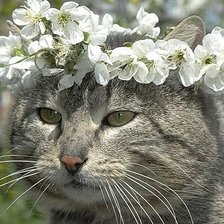 Схема вышивки «№247816»