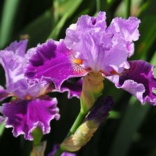 Схема вышивки «ирисы»