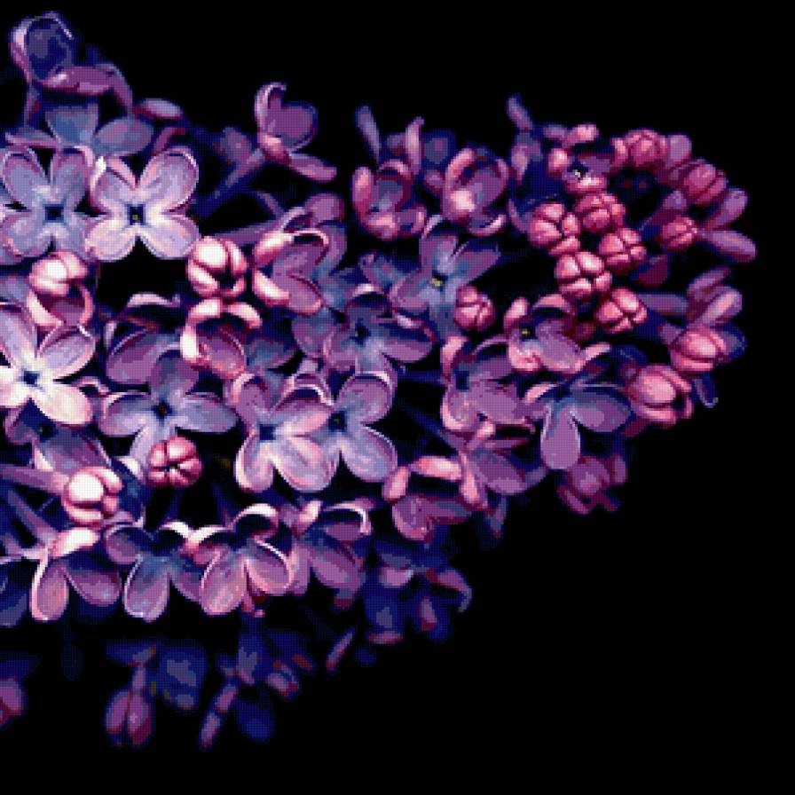 сирень - цветы - предпросмотр