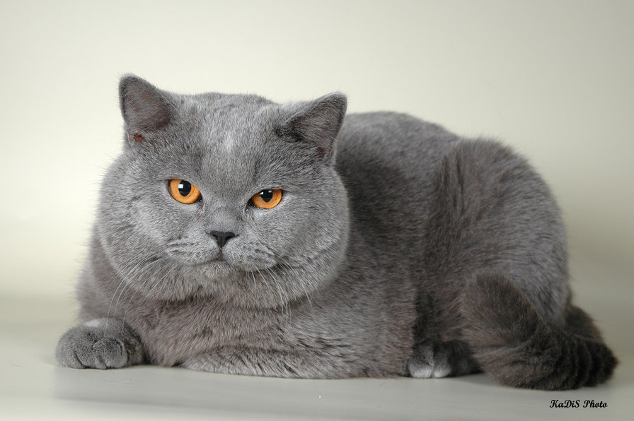 британец-2 - оригинал