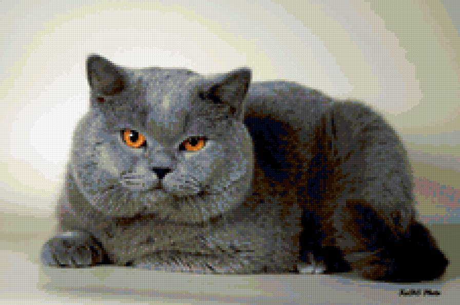 британец-2 - предпросмотр