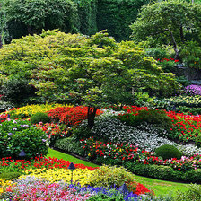 Схема вышивки «Клумба»