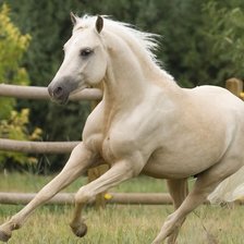 Схема вышивки «конь 2»