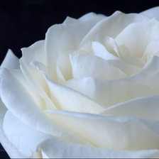 Оригинал схемы вышивки «Белая роза» (№248628)