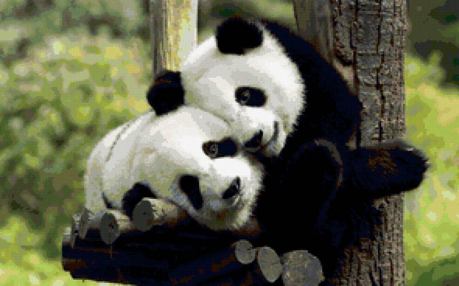 ВЛЮБЛЮНЫЕ ПАНДЫ - предпросмотр