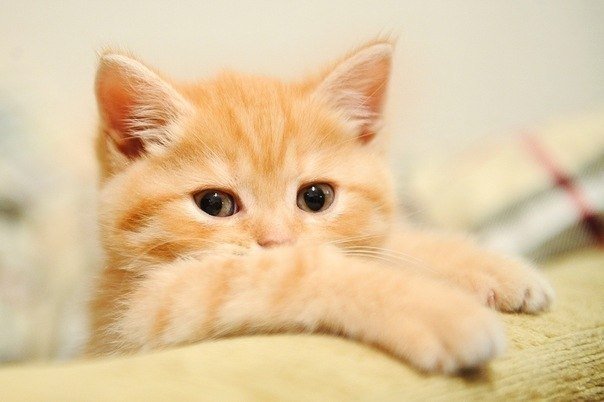 киса - оригинал