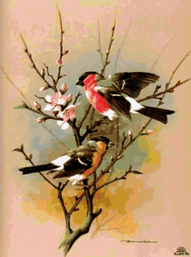 птицы - птицы, весна - предпросмотр