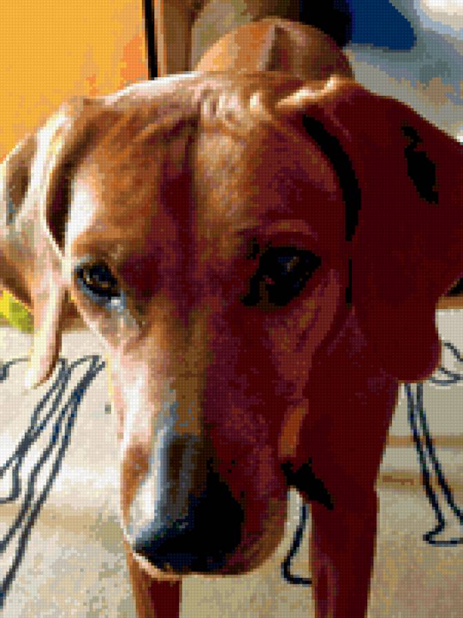 Наш риджбек - собака - предпросмотр