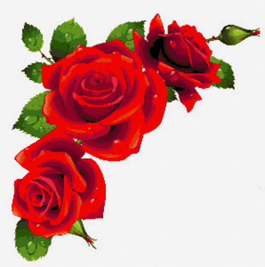 Розы - цветы - предпросмотр