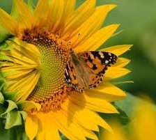 Схема вышивки «Подсолнух.»