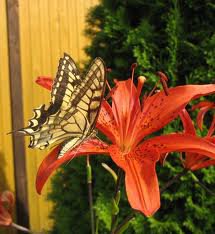 Лилия. - цветы, лилия, бабочка - оригинал