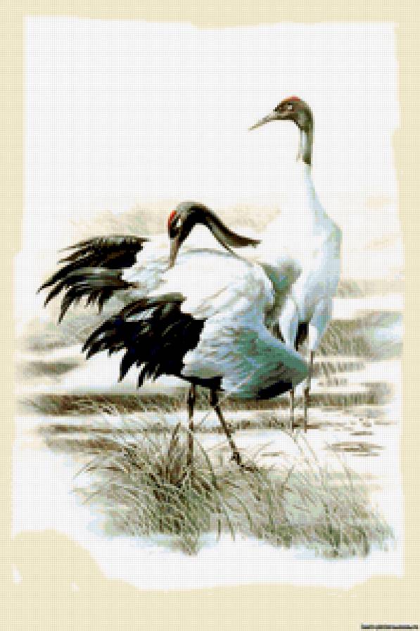 Журавли - журавли, птицы, природа - предпросмотр