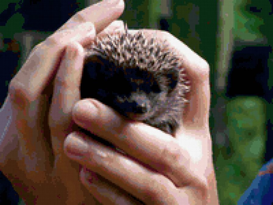 Ежик - природа, животные - предпросмотр