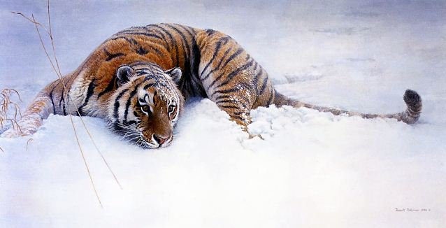 Первый снег - тигры, снег, дикие кошки, тигр, природа0 животные - оригинал
