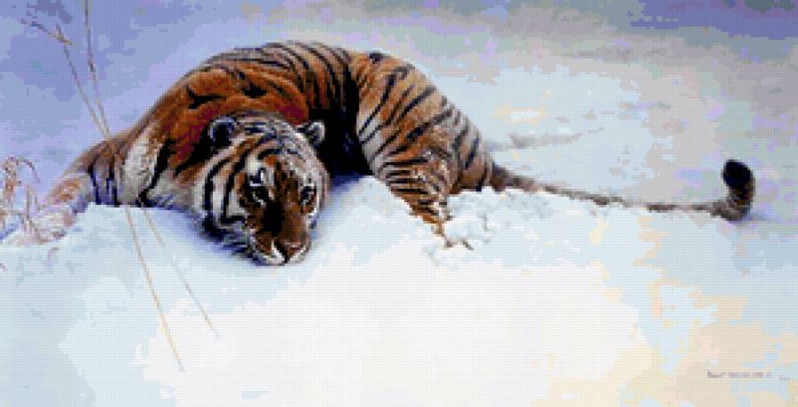 Первый снег - тигры, дикие кошки, снег, тигр, природа0 животные - предпросмотр