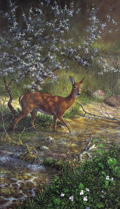 Олень - река, животные, природа, пейзаж, олени - оригинал