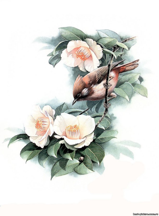 Птица и цветы - птицы, природа, цветы - оригинал