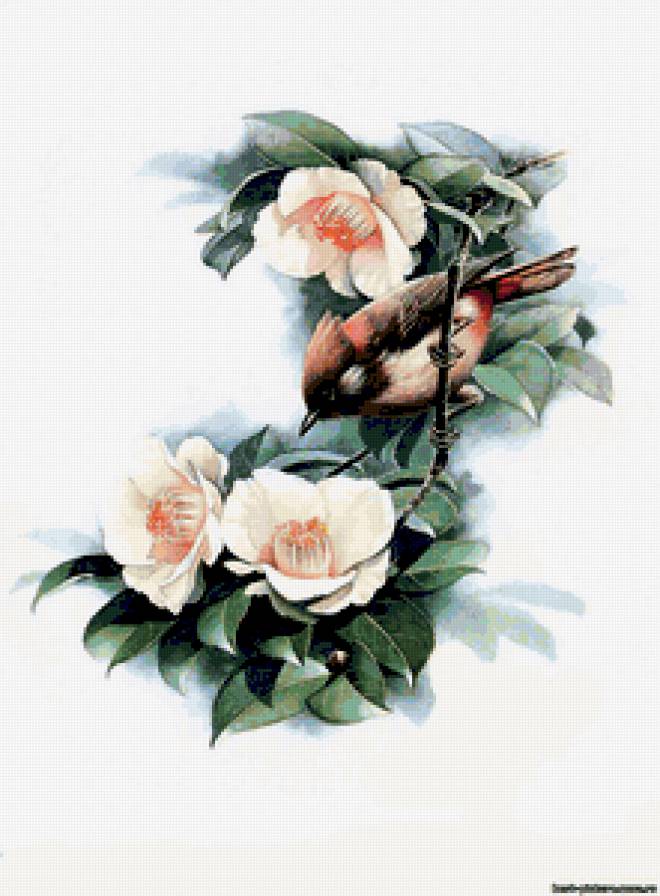 Птица и цветы - природа, птицы, цветы - предпросмотр