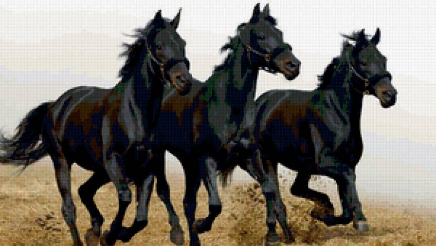 черные кони - предпросмотр